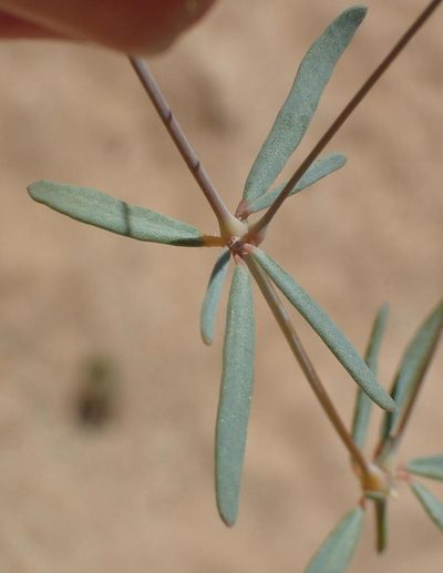 Hypertelis spergulacea, photographed by Nicola van Berkel