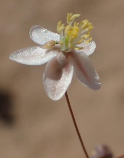 Hypertelis spergulacea, photographed by Nicola van Berkel