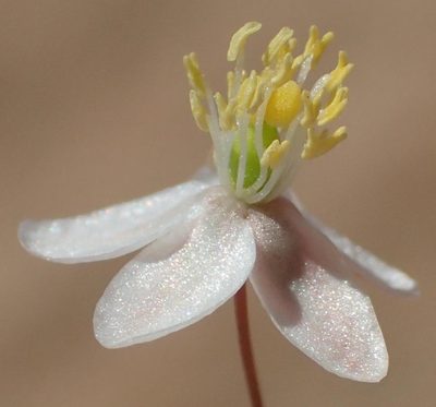 Hypertelis spergulacea, photographed by Nicola van Berkel