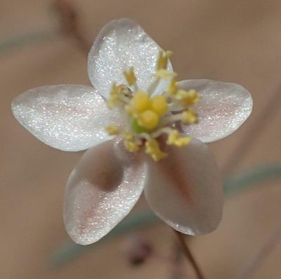 Hypertelis spergulacea, photographed by Nicola van Berkel
