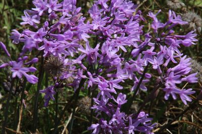Tulbaghia violacea, photographed by Tony Rebelo