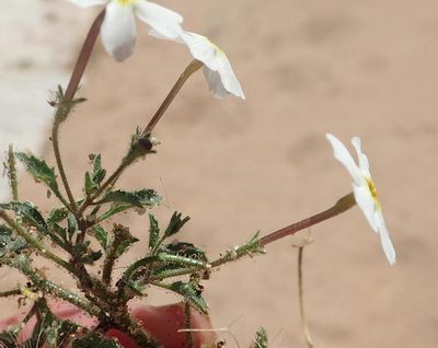 Jamesbrittenia megadenia, photographed by Nicola van Berkel