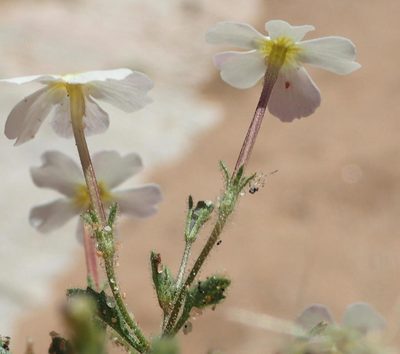 Jamesbrittenia megadenia, photographed by Nicola van Berkel