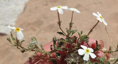 Jamesbrittenia megadenia, photographed by Nicola van Berkel