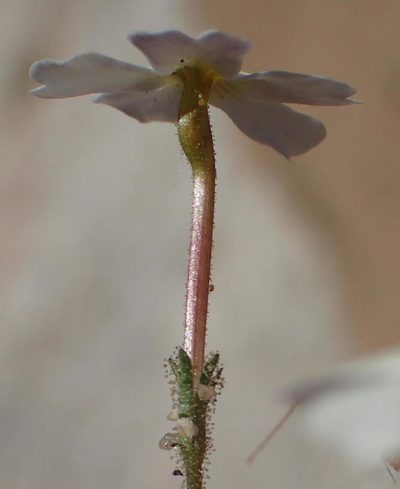 Jamesbrittenia megadenia, photographed by Nicola van Berkel