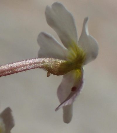 Jamesbrittenia megadenia, photographed by Nicola van Berkel