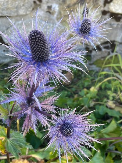 Eryngium alpinum, photographed by Brady Reed