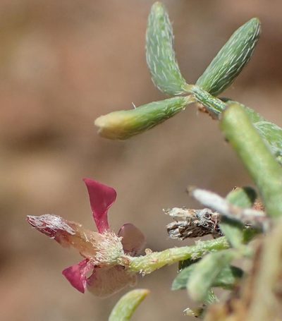 Indigofera pungens, photographed by Nicola van Berkel