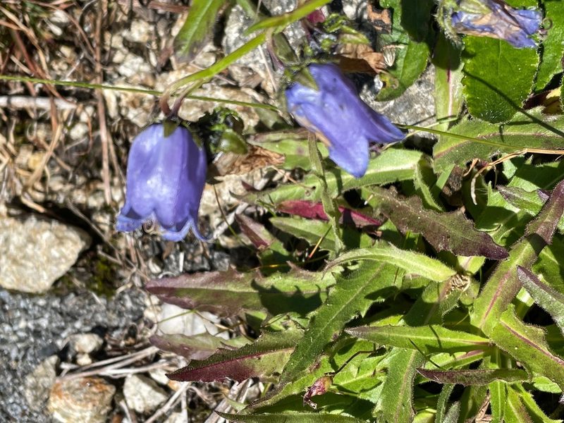 Campanula barbata, photographed by Brady Reed