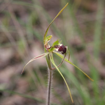 Caladenia parva, photographed by yatesy