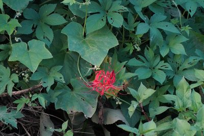 Lycoris radiata, photographed by WATANABE Hitoshi 渡辺仁