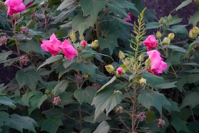 Hibiscus mutabilis, photographed by WATANABE Hitoshi 渡辺仁