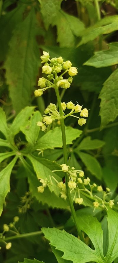 Cyclanthera pedata, photographed by Ramnarayan K