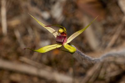 Caladenia leptochila, photographed by T. Hammer