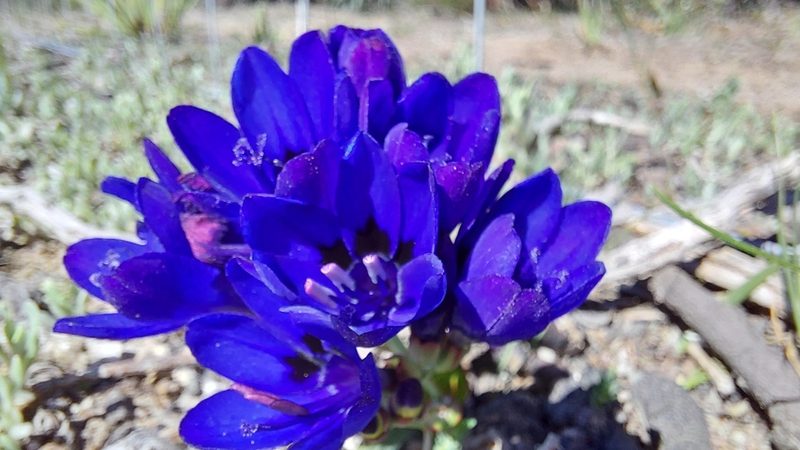 Codonorhiza azurea, photographed by Jacques van der Merwe