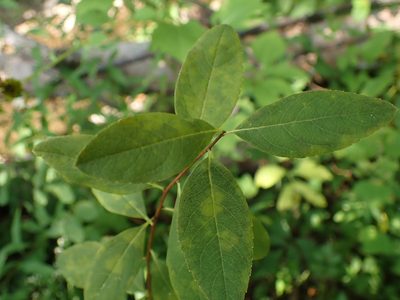 Spiraea virginiana, photographed by Evan M. Raskin