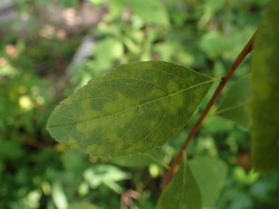 Spiraea virginiana, photographed by Evan M. Raskin