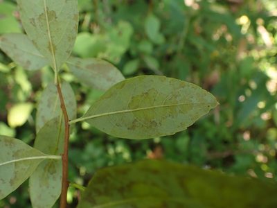 Spiraea virginiana, photographed by Evan M. Raskin