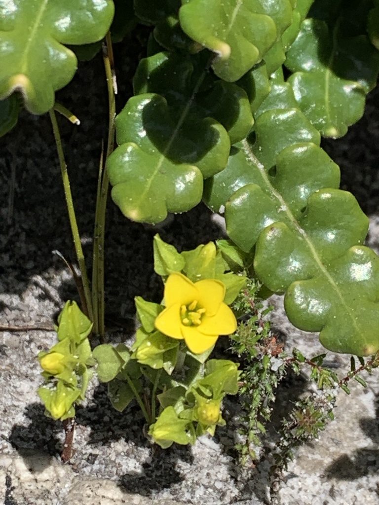 Sebaea micrantha, photographed by Dave Richardson