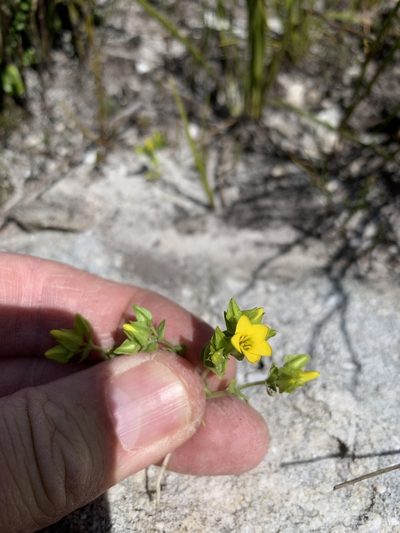 Sebaea micrantha, photographed by Dave Richardson