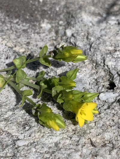 Sebaea micrantha, photographed by Dave Richardson