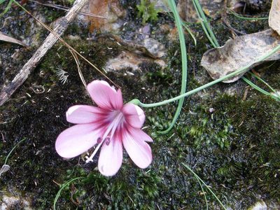 Geissorhiza callista, photographed by Klaus Wehrlin