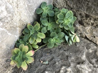 Sedum palmeri, photographed by Pavel Kacl
