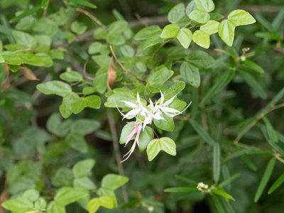 Bauhinia divaricata, photographed by caymanmatt