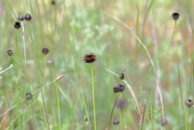 Helianthus radula, photographed by Lauren McLaurin