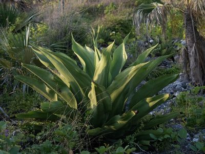 Agave caymanensis, photographed by caymanmatt