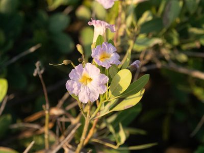 Tabebuia heterophylla, photographed by caymanmatt