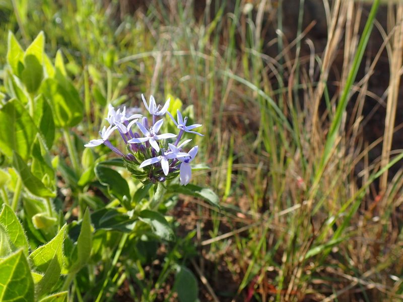 Pentanisia prunelloides, photographed by Mahomed Desai