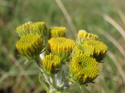 Berkheya umbellata, photographed by Mahomed Desai