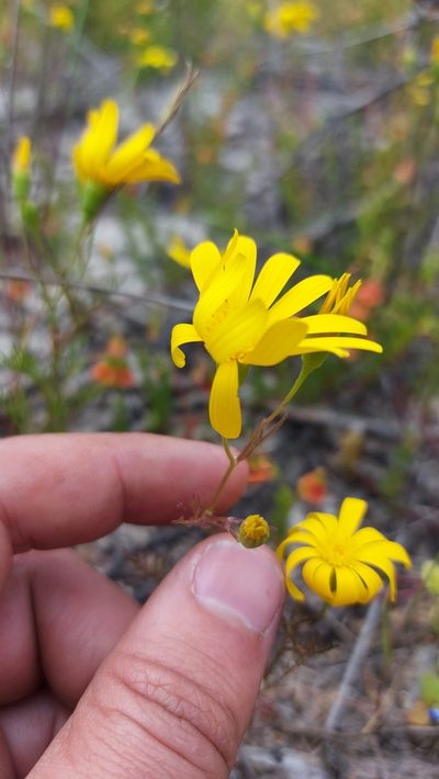 Steirodiscus tagetes, photographed by Jacques van der Merwe