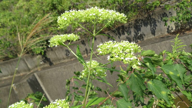 Patrinia villosa, photographed by yajapin
