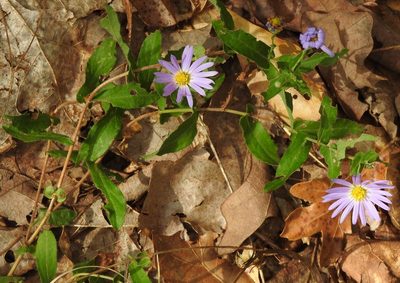 Symphyotrichum patens, photographed by saltyhiker