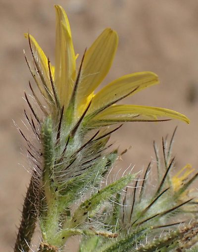 Gorteria corymbosa, photographed by Nicola van Berkel