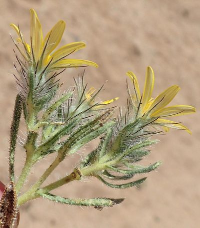 Gorteria corymbosa, photographed by Nicola van Berkel