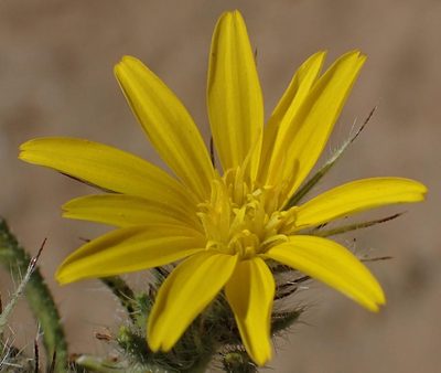 Gorteria corymbosa, photographed by Nicola van Berkel