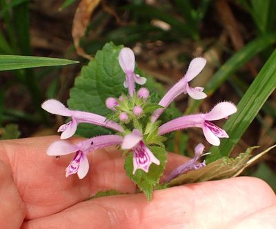 Stachys tubulosa, photographed by Peter Warren