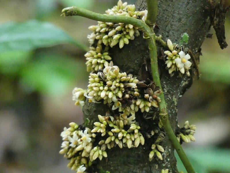 Diospyros ropourea, photographed by Guillaume Delaitre