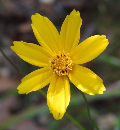 Coreopsis pubescens, photographed by saltyhiker