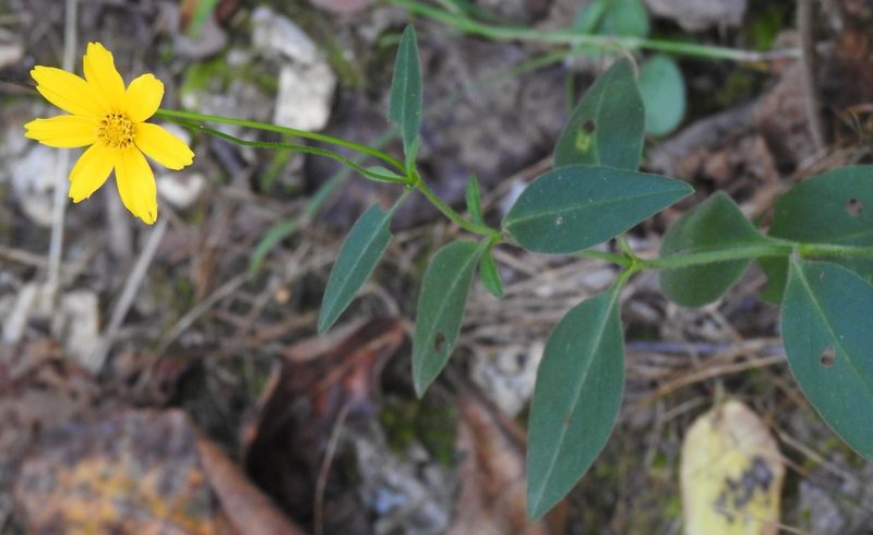 Coreopsis pubescens, photographed by saltyhiker