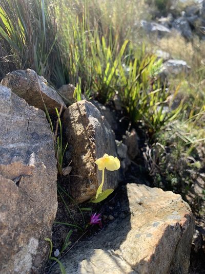 Pterygodium platypetalum, photographed by Dave Richardson