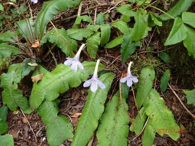 Streptocarpus gardenii, photographed by Peter Warren
