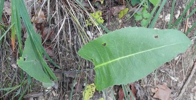 Silphium terebinthinaceum, photographed by saltyhiker