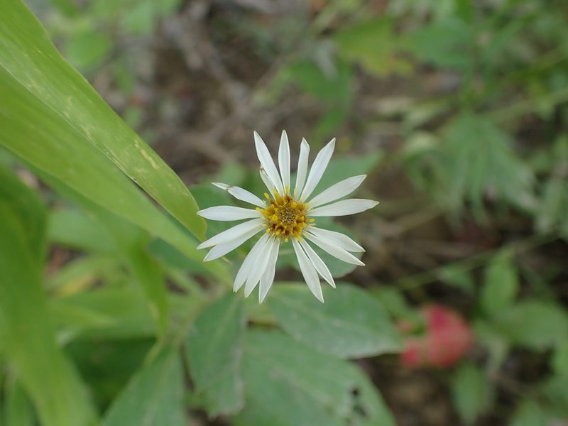Eurybia saxicastellii, photographed by Evan M. Raskin