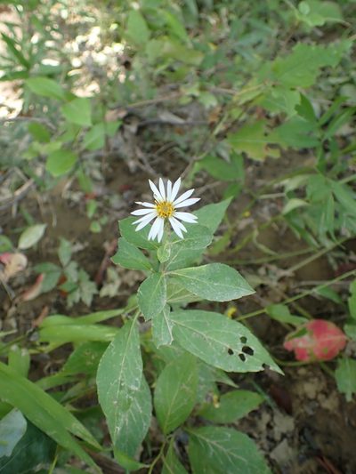 Eurybia saxicastellii, photographed by Evan M. Raskin