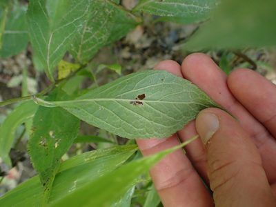 Eurybia saxicastellii, photographed by Evan M. Raskin