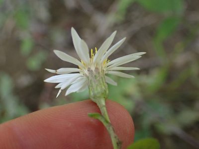 Eurybia saxicastellii, photographed by Evan M. Raskin